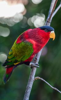 Close-up of parrot perching on branch