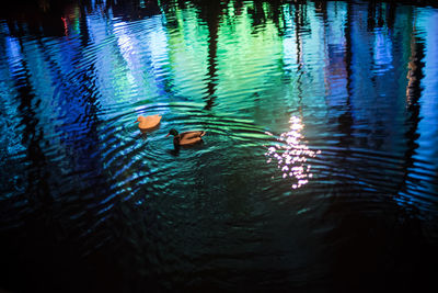 High angle view of duck swimming in lake