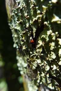 Close-up of ladybug on tree trunk