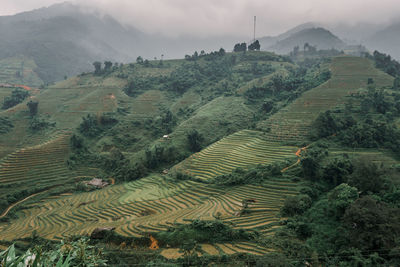 Scenic view of agricultural field