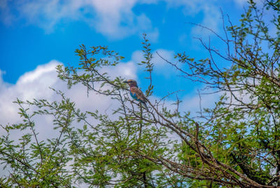 Low angle view of tree against sky