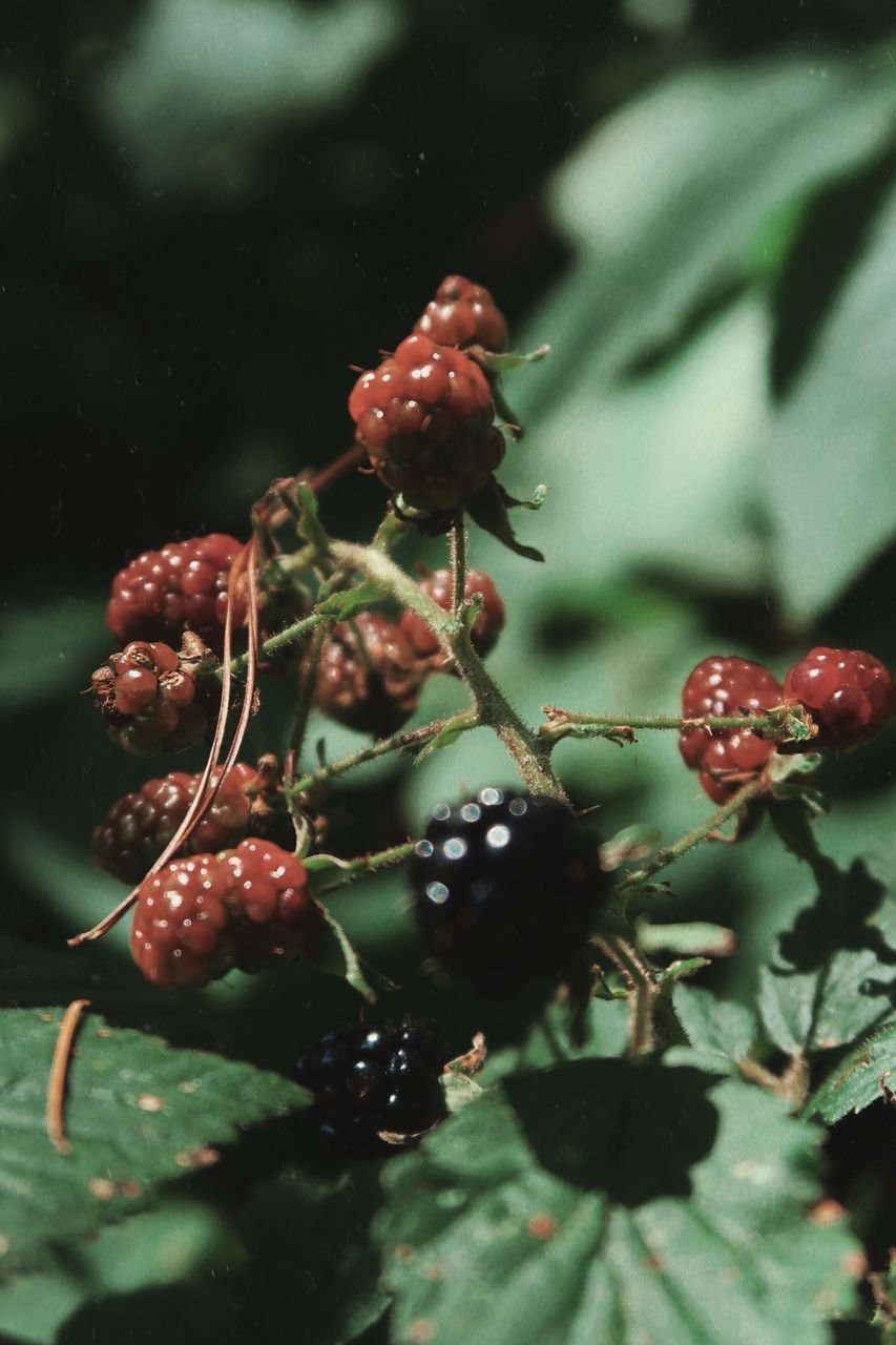 CLOSE-UP OF CHERRIES GROWING ON PLANT