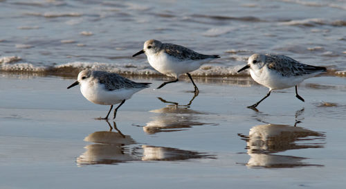 Seagulls on beach