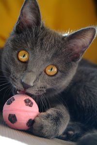 Close-up portrait of a cat