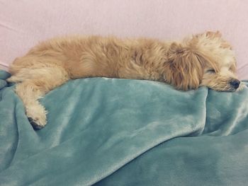 Dog sleeping on bed