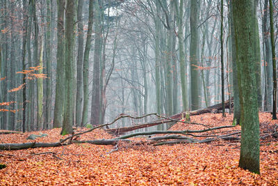 Trees growing in forest during autumn