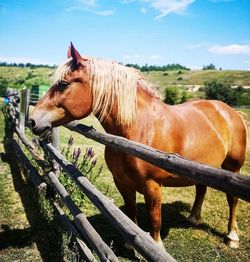 Horse standing in ranch against sky