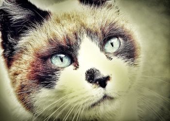 Close-up portrait of a cat