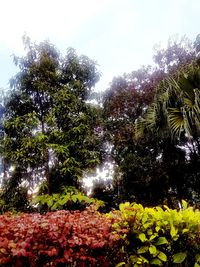 Low angle view of trees against sky