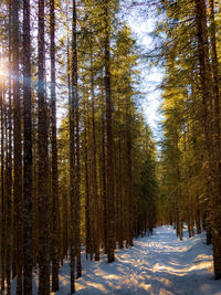 Pine trees in forest during winter