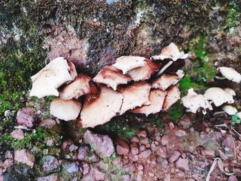 High angle view of mushroom growing on field
