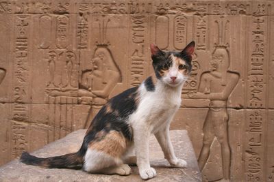 Portrait of cat sitting against ancient egyptian temple