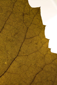 Low angle view of yellow leaf against sky