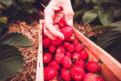 Cropped image of hand holding strawberries