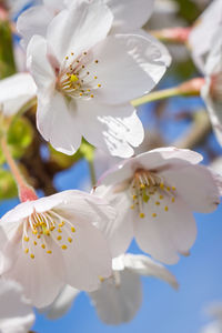 Close-up of white flowers