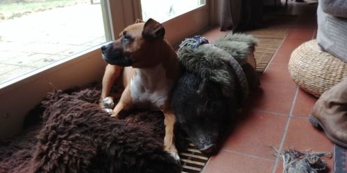 Close-up of dog relaxing at home