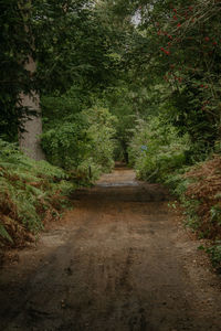 Walkway amidst trees