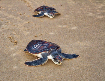 High angle view of shell on sand