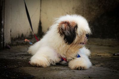 Close-up of dog