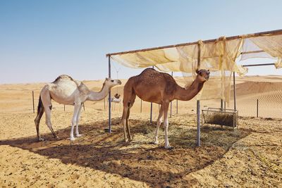 Camels standing by shelter in desert