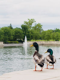 Two ducks standing by a pond in a city park with water fountain and trees in the distance