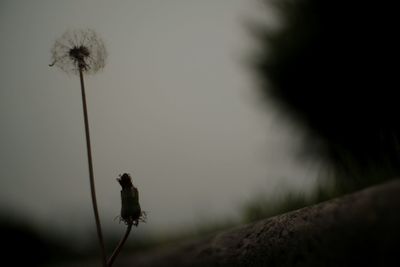 Close-up of dandelion