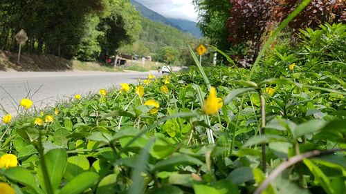 Close-up of yellow flowers blooming outdoors