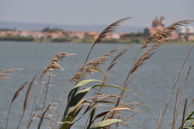 Close-up of plants