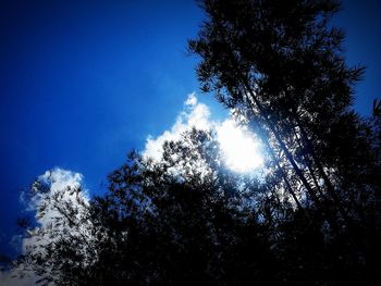 Low angle view of silhouette trees against blue sky