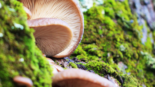 Close-up of mushrooms growing in forest