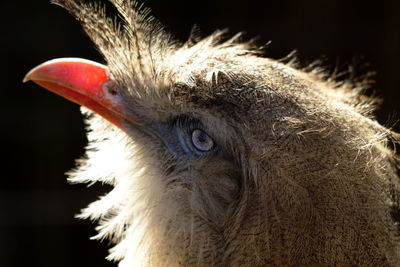 Close-up of bird