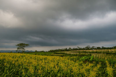 Scenic view of field against cloudy sky