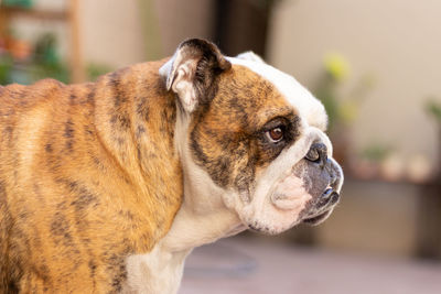 Close-up of a dog looking away