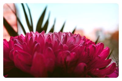 Close-up of pink flowers