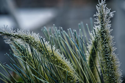 Close-up of frozen plant during winter