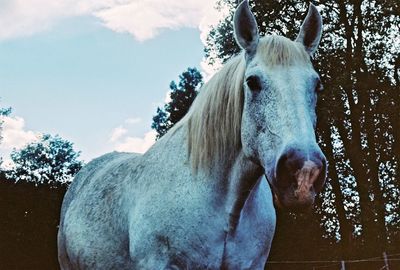 Portrait of horse standing against trees