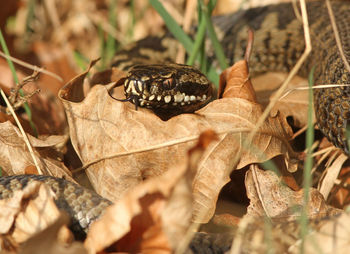 Close-up of dry autumn leaves