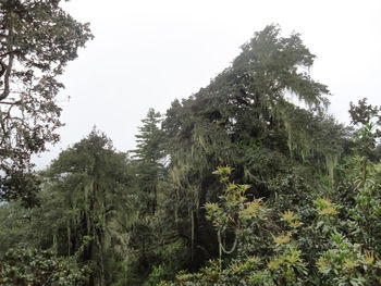 Low angle view of trees against clear sky