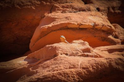 Close-up of lizard on rock