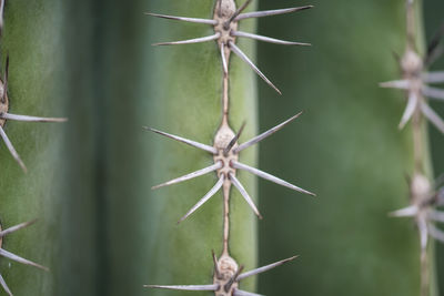 Den helder, the netherlands. june 2021. close up of the spines of a cactus.