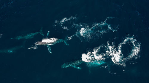 Humpback season