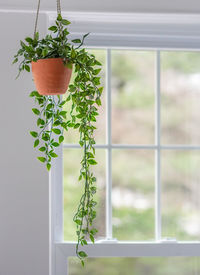 Close-up of potted plant on window