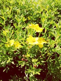 Close-up of yellow flowering plants