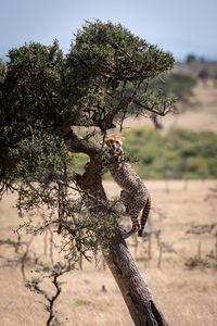 Young cheetah on tree trunk