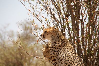 Cheetahs on tree