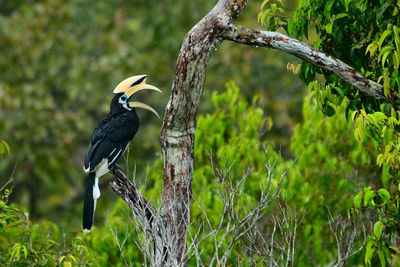 Bird perching on a tree