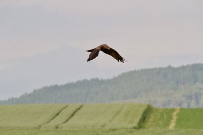 Bird flying over a field