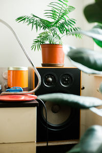 Potted plant on table