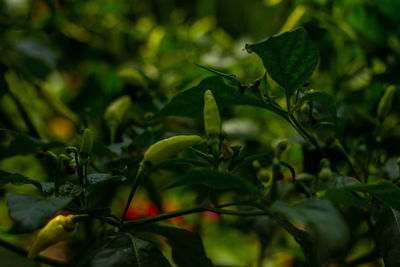 Close-up of fresh green plant