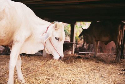 Close-up of cow in barn